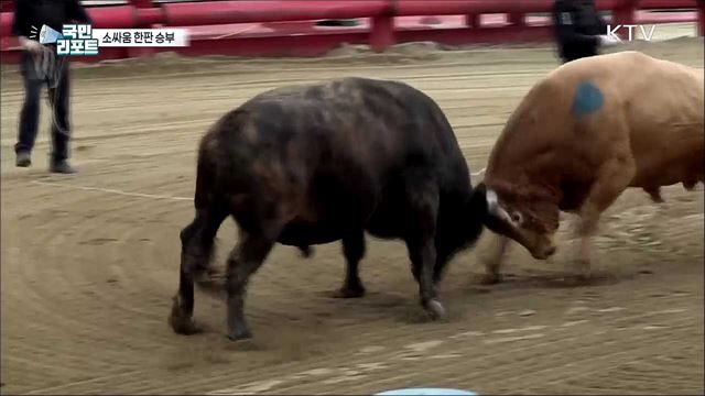 박진감 넘치는 '소싸움'으로 코로나19 스트레스 날려요