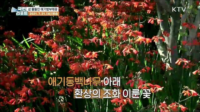 신안섬에 '애기범부채꽃' 3천만 송이 활짝 