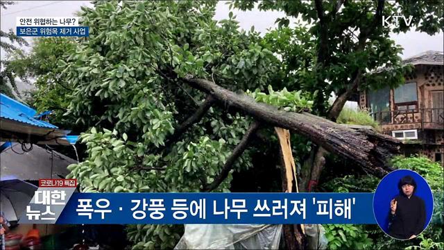 안전 위협하는 나무?···보은군 위험목 제거 [우리동네 개선문]