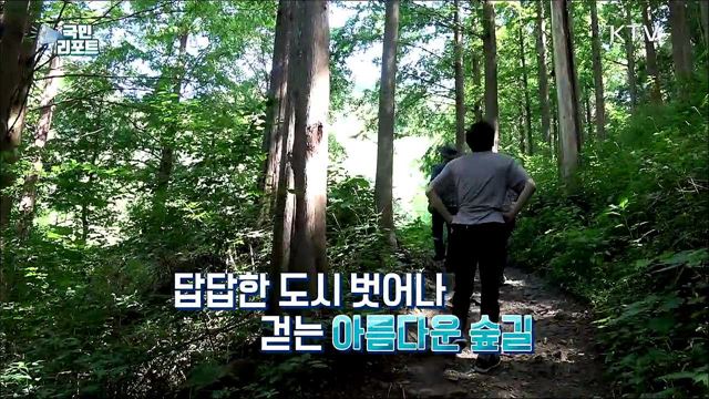 40여 년 정성으로 가꾼 '메타세쿼이아 숲' 인기