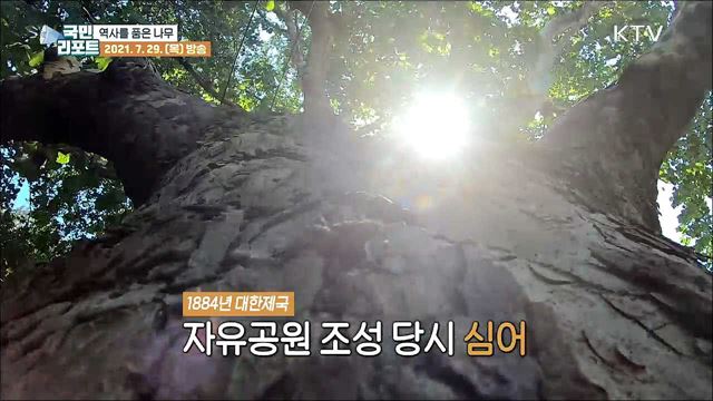 역사를 품은 '인천의 나무'를 보다 