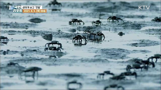 세계자연유산 갯벌, 환경 보존 속 생태관광 기대