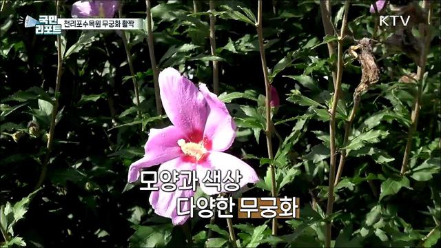 '힘내라! 대한민국' 천리포수목원 무궁화 활짝