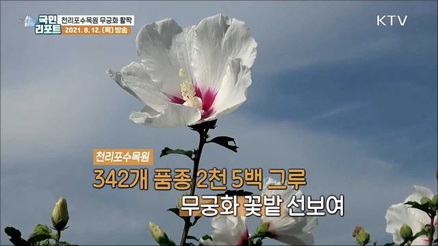 '힘내라! 대한민국' 천리포수목원 무궁화 활짝