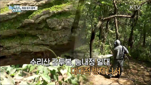 나뭇잎 갉아 먹는 해충 방제 위한 '미꾸리' 방류