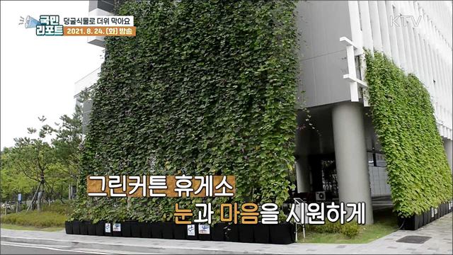 햇빛 막아주고 공기 정화하는 '그린커튼’