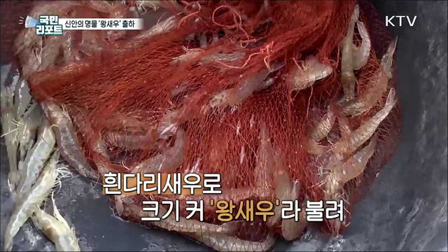 전국 최대 생산, 신안의 명물 '왕새우' 출하