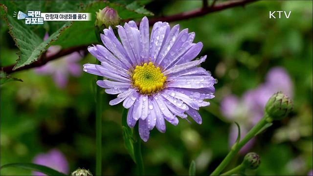 함백산 만항재, 야생화를 품다