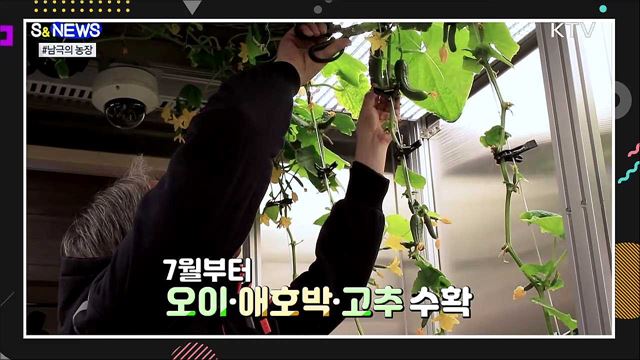 남극에서 애호박 된장찌개 먹는다?! [S&News]