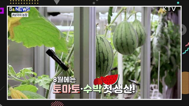 남극에서 애호박 된장찌개 먹는다?! [S&News]