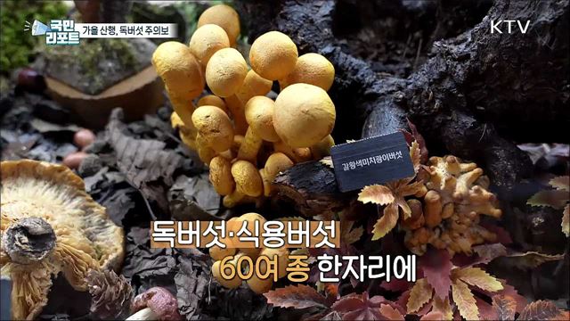 가을 산행 '독버섯' 주의, 함부로 먹으면 큰일 