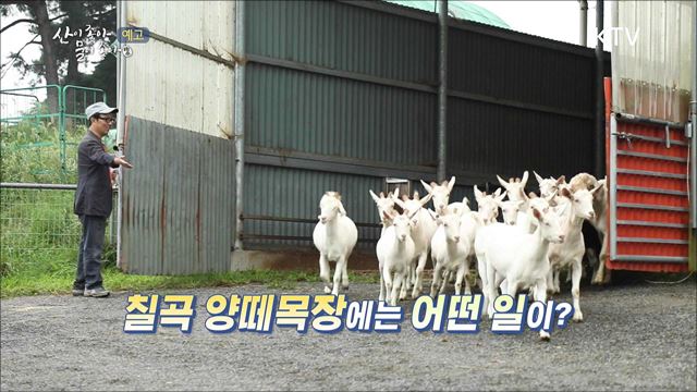 (예고) 산이 좋아 물이 좋아 시즌2 예고 미리보기 - 가을의 길목에서 양떼와 춤을