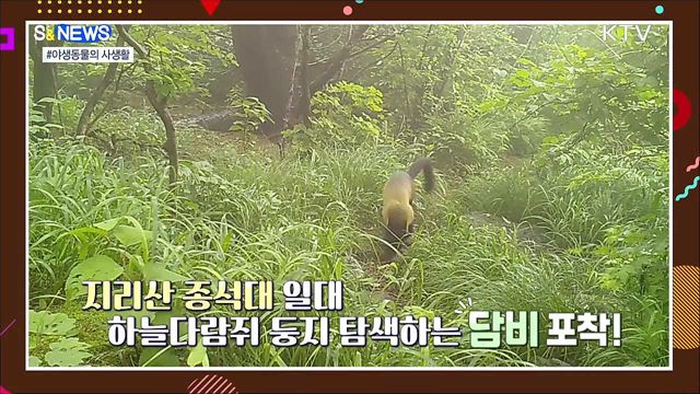 지리산 반달가슴곰은 진흙으로 목욕중?! [S&News]