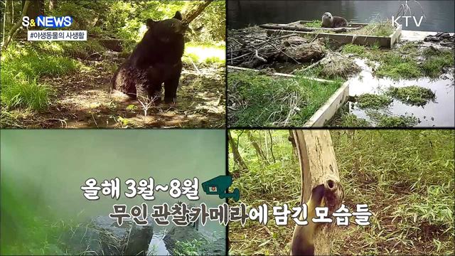 지리산 반달가슴곰은 진흙으로 목욕중?! [S&News]