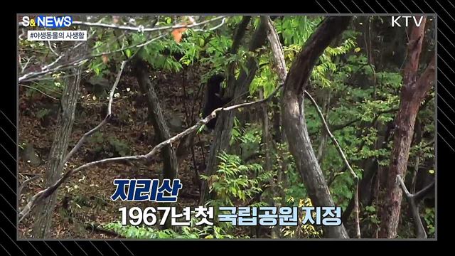 지리산 반달가슴곰은 진흙으로 목욕중?! [S&News]