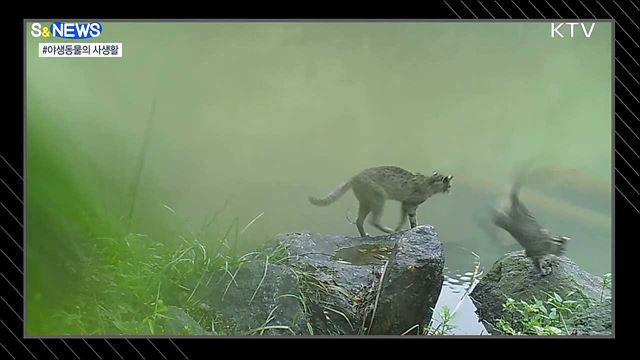 지리산 반달가슴곰은 진흙으로 목욕중?! [S&News]
