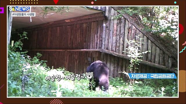 지리산 반달가슴곰은 진흙으로 목욕중?! [S&News]