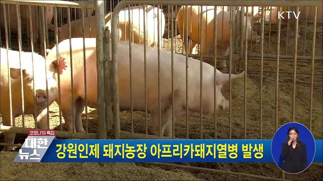 강원인제 돼지농장 아프리카돼지열병 발생