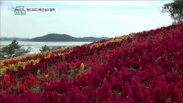 신안 병풍도에 '맨드라미' 2백만 송이 활짝