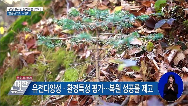 구상나무 등 침엽수림 32% 감소···멸종위기서 구한다