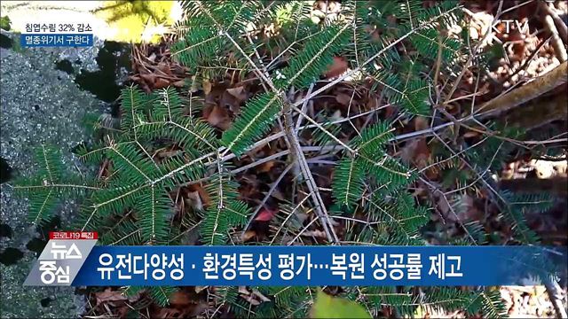 침엽수림 32% 감소···멸종위기서 구한다