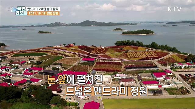 신안 병풍도에 '맨드라미' 2백만 송이 활짝