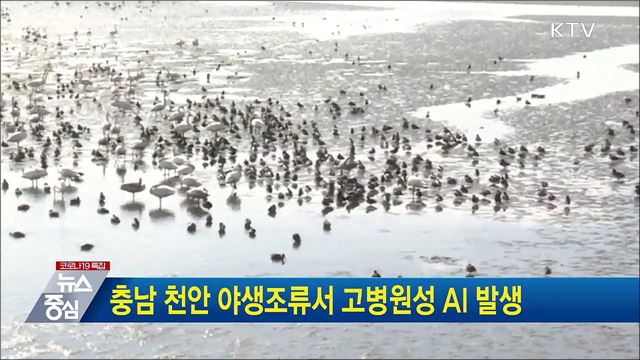 충남 천안 야생조류서 고병원성 AI 발생