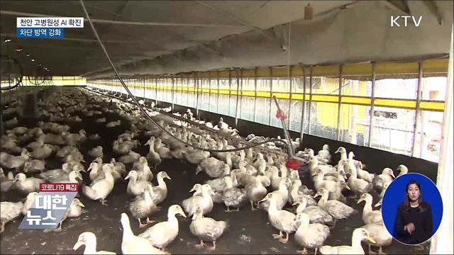 천안 고병원성 AI 확진···차단 방역 강화