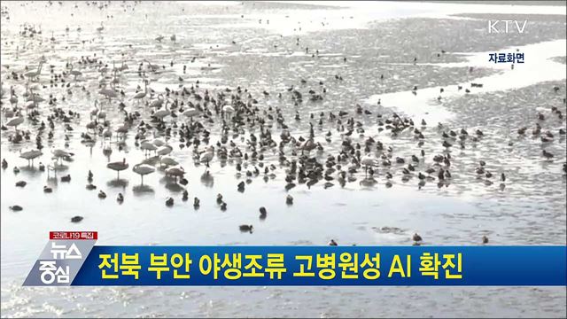 전북 부안 야생조류 고병원성 AI 확진