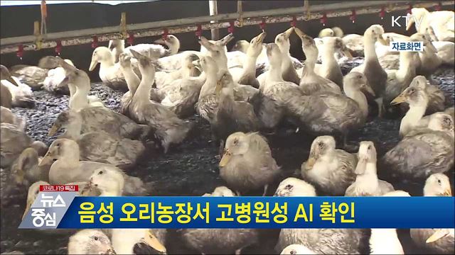 음성 오리농장서 고병원성 AI 확인