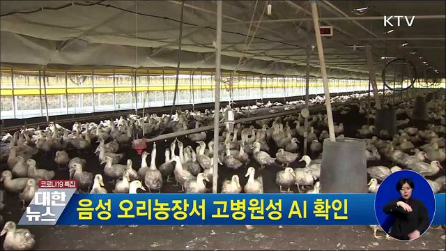 음성 오리농장서 고병원성 AI 확인