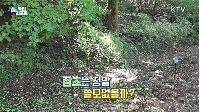 '잡초'의 재발견, 화장품부터 모기 물림 치료제까지