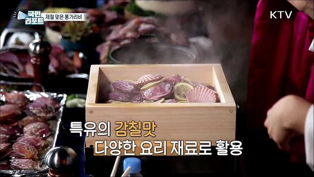 제철 맞은 '홍가리비' 가을 별미 맛보세요 