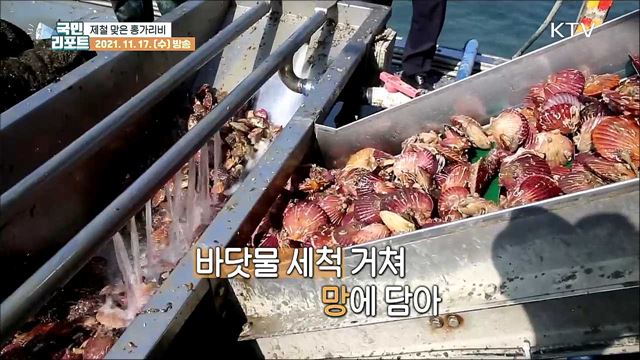 제철 맞은 '홍가리비' 가을 별미 맛보세요