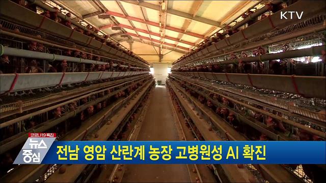 전남 영암 산란계 농장 고병원성 AI 확진
