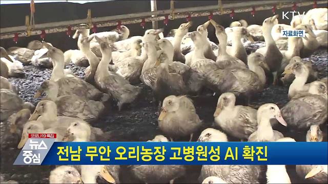 전남 무안 오리농장 고병원성 AI 확진