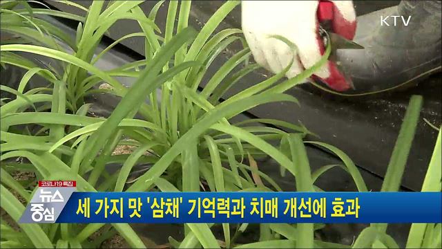 세 가지 맛 '삼채' 기억력과 치매 개선에 효과
