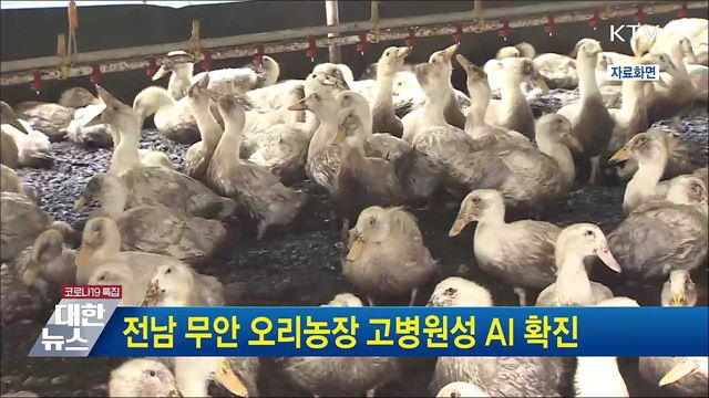 전남 무안 오리농장 고병원성 AI 확진