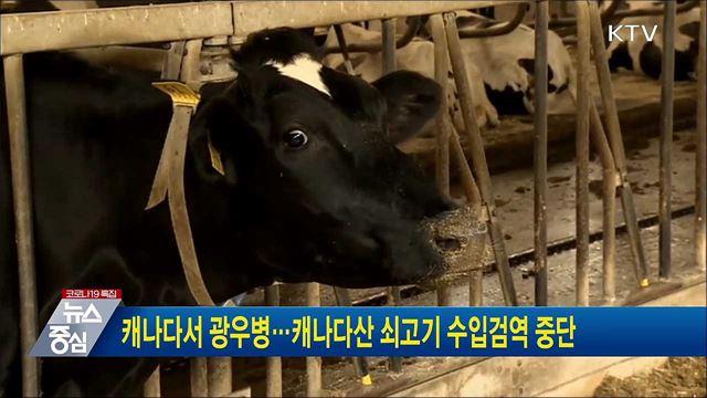 캐나다서 광우병···캐나다산 쇠고기 수입검역 중단