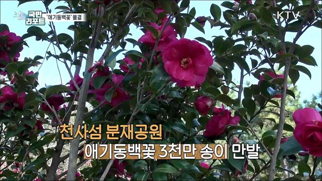 천사섬에 '애기동백꽃' 3천만 송이 물결