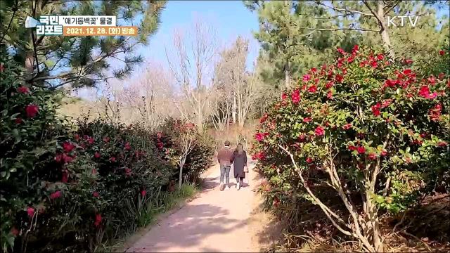 천사섬에 '애기동백꽃' 3천만 송이 물결