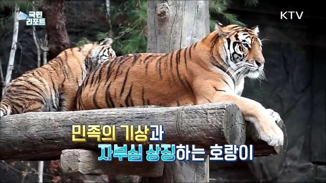 2022년 신성·용맹의 상징 '호랑이의 해'