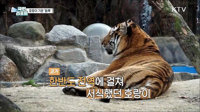 2022년 신성·용맹의 상징 '호랑이의 해'