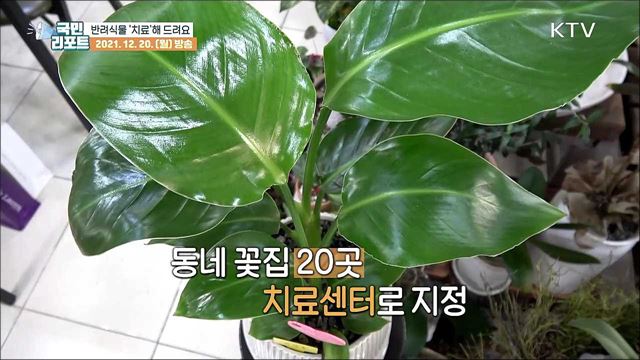 "아픈 식물 데리고 오세요" 대구 반려식물 치료센터