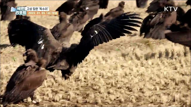 몽골에서 고성까지 '독수리' 날아오는 이유는?