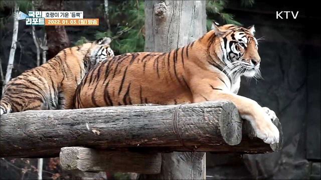 2022년 신성·용맹의 상징 '호랑이의 해'