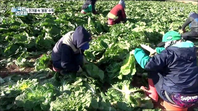 한겨울 속 남녘지방 '봄동' 수확 한창