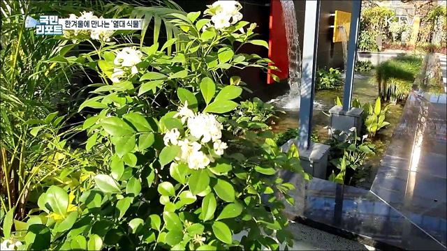 한겨울에도 열대 식물 쑥쑥, 영동 '레인보우 식물원'