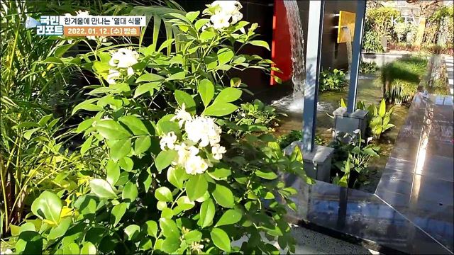 한겨울에도 열대 식물 쑥쑥, 영동 '레인보우 식물원’