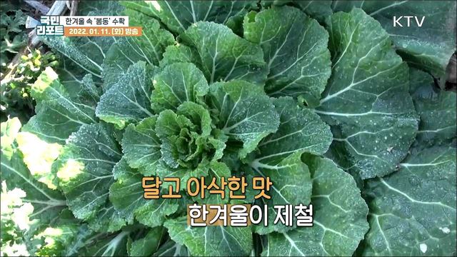 한겨울 속 남녘지방 '봄동' 수확 한창